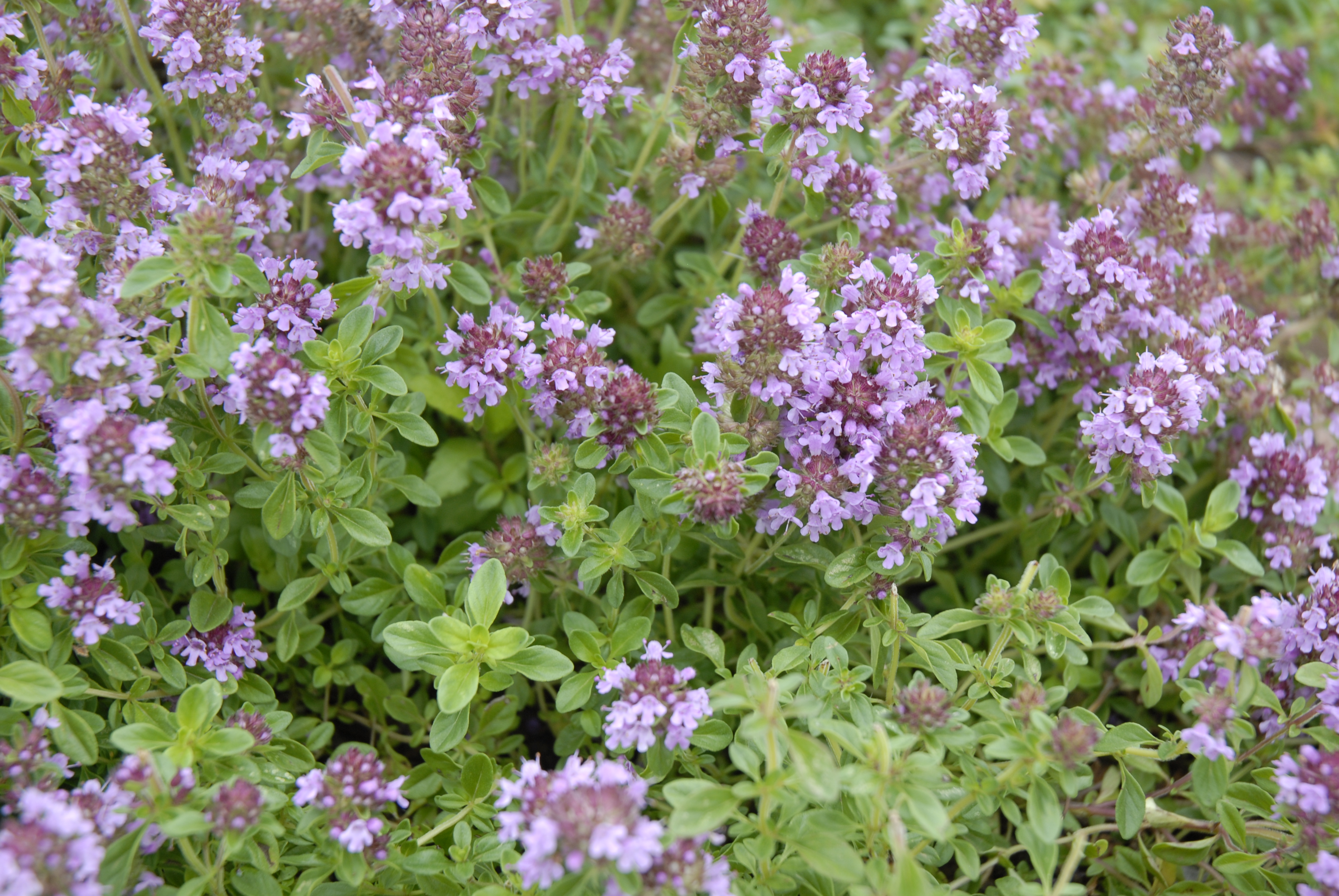 Reiter Creeping Thyme